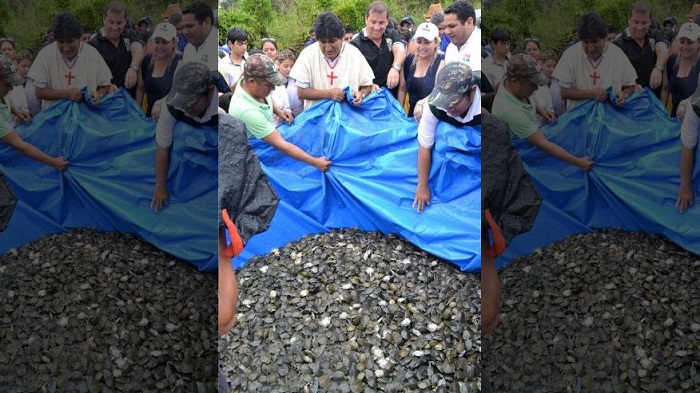 Bolivia releases 70,000 baby turtles into Amazonian river 
